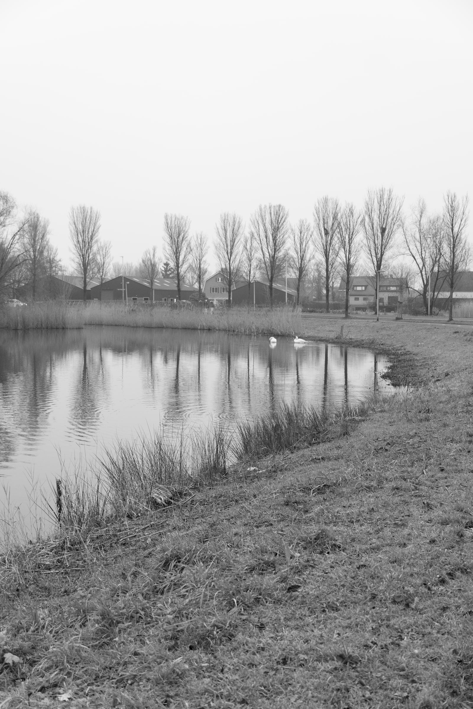Vijver met rieten oever in zwart-wit, met twee zwanen op het water, daarachter een rij kale populieren en de daken van woonhuizen en bedrijfsloodsen onder een egale lucht (cover)