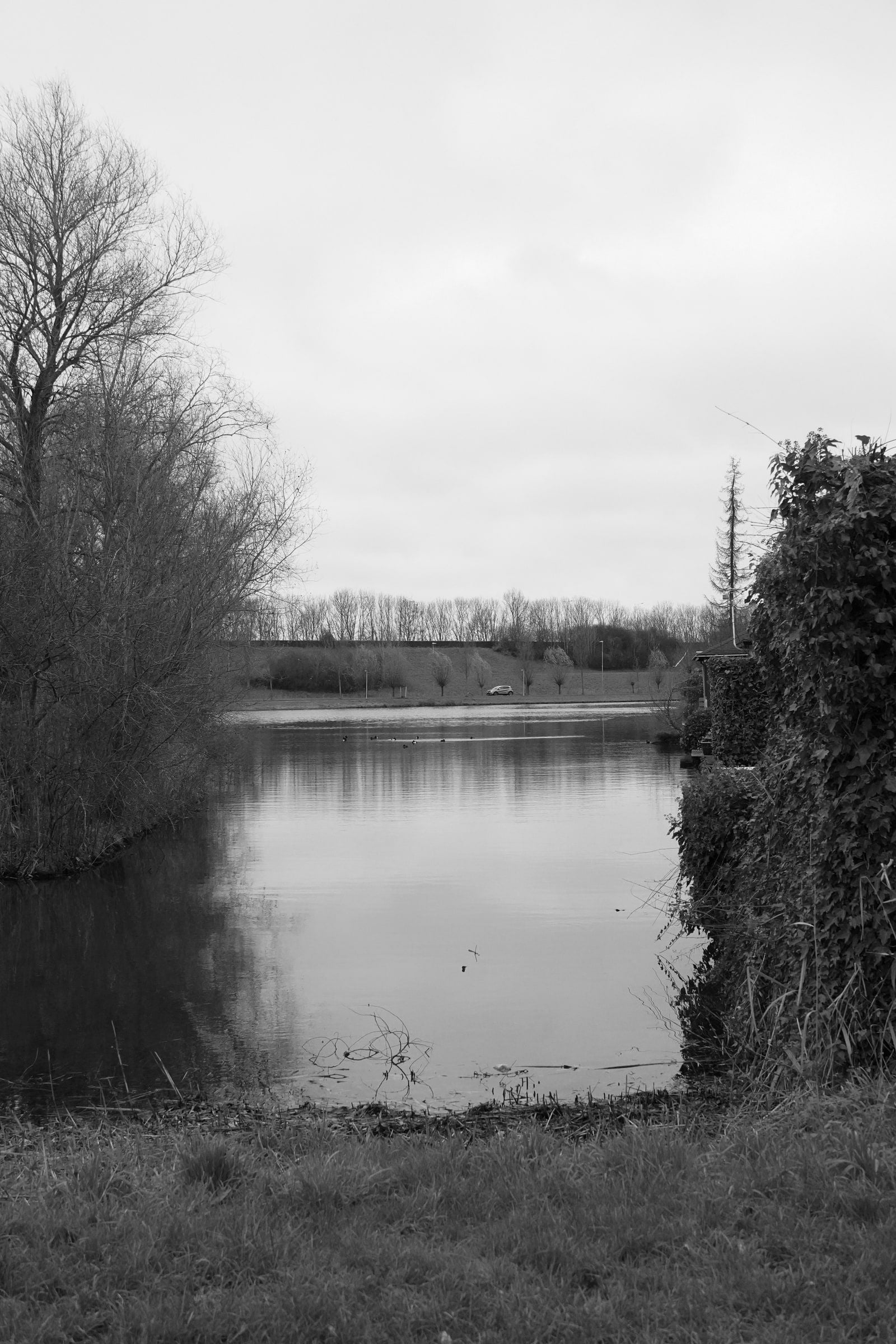 Stille waterplas gezien vanaf een grasoever, links een kale boom, rechts een met klimop begroeide muur, en in de verte een talud met een weg waarop een auto staat en een rij kale bomen